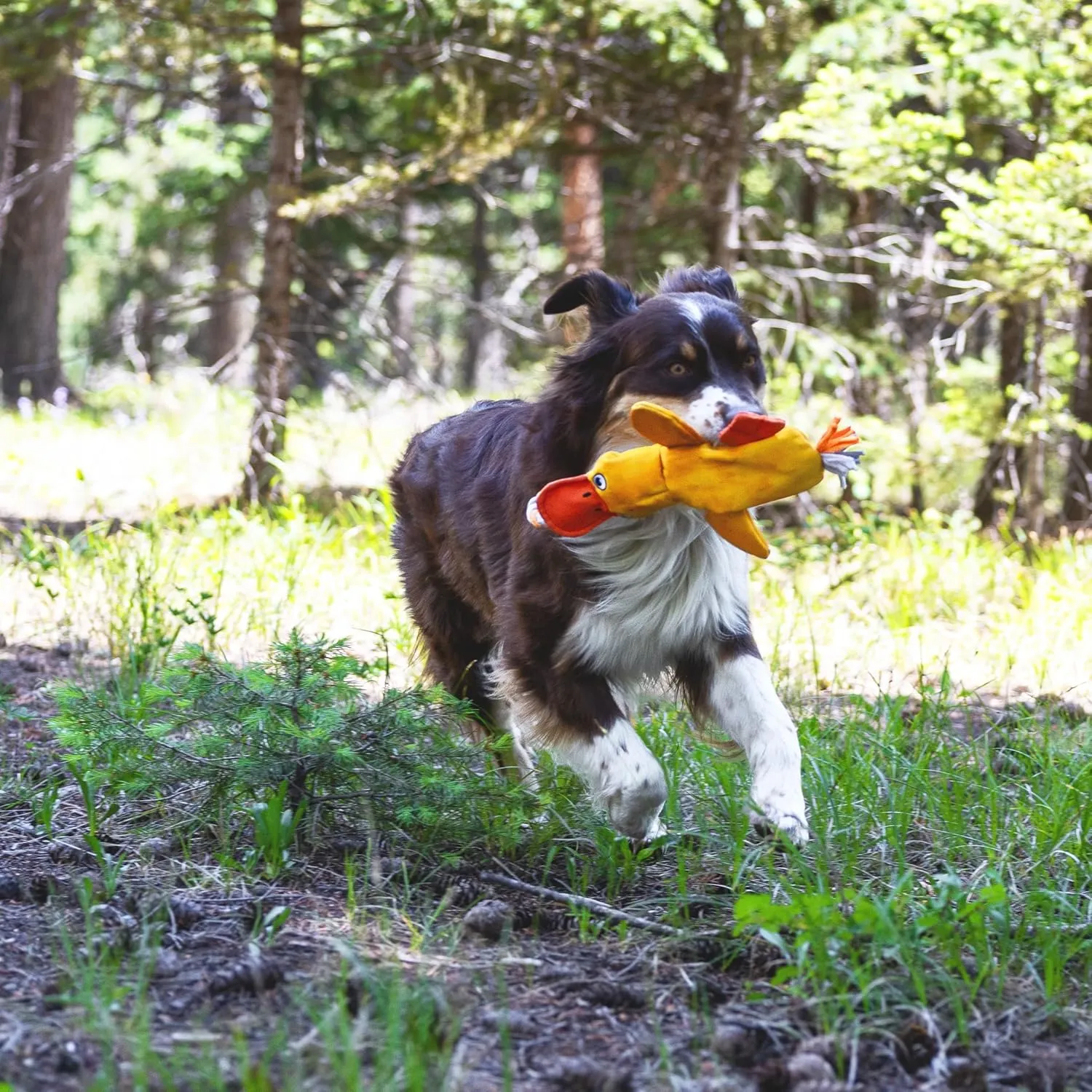 Flirt Pole Replacement Toy - Multi-Sensory Tough Tug Toy for Mighty StrongBite Flirt Pole for Dogs, Teaser Wand Attachment Lure (Duck)