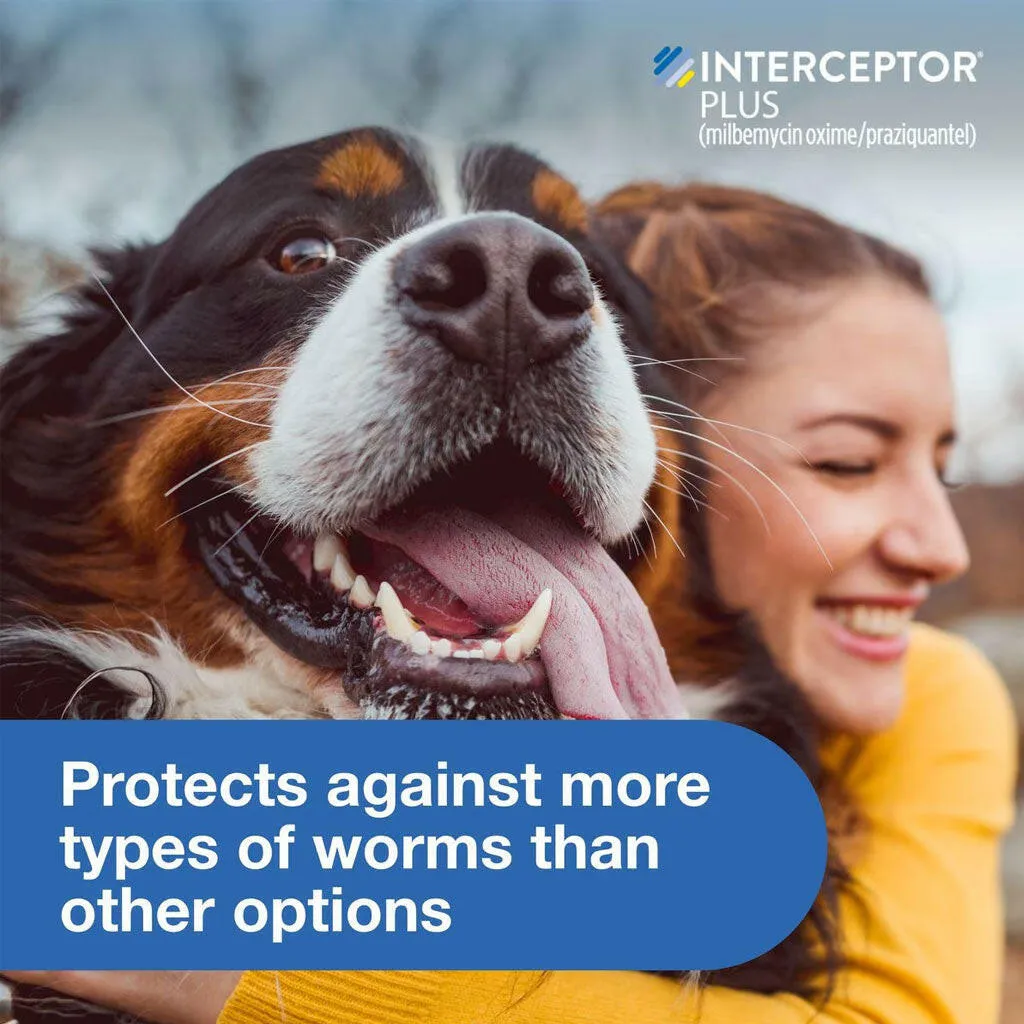 Interceptor Plus Chew for Dogs 50.1-100 lbs