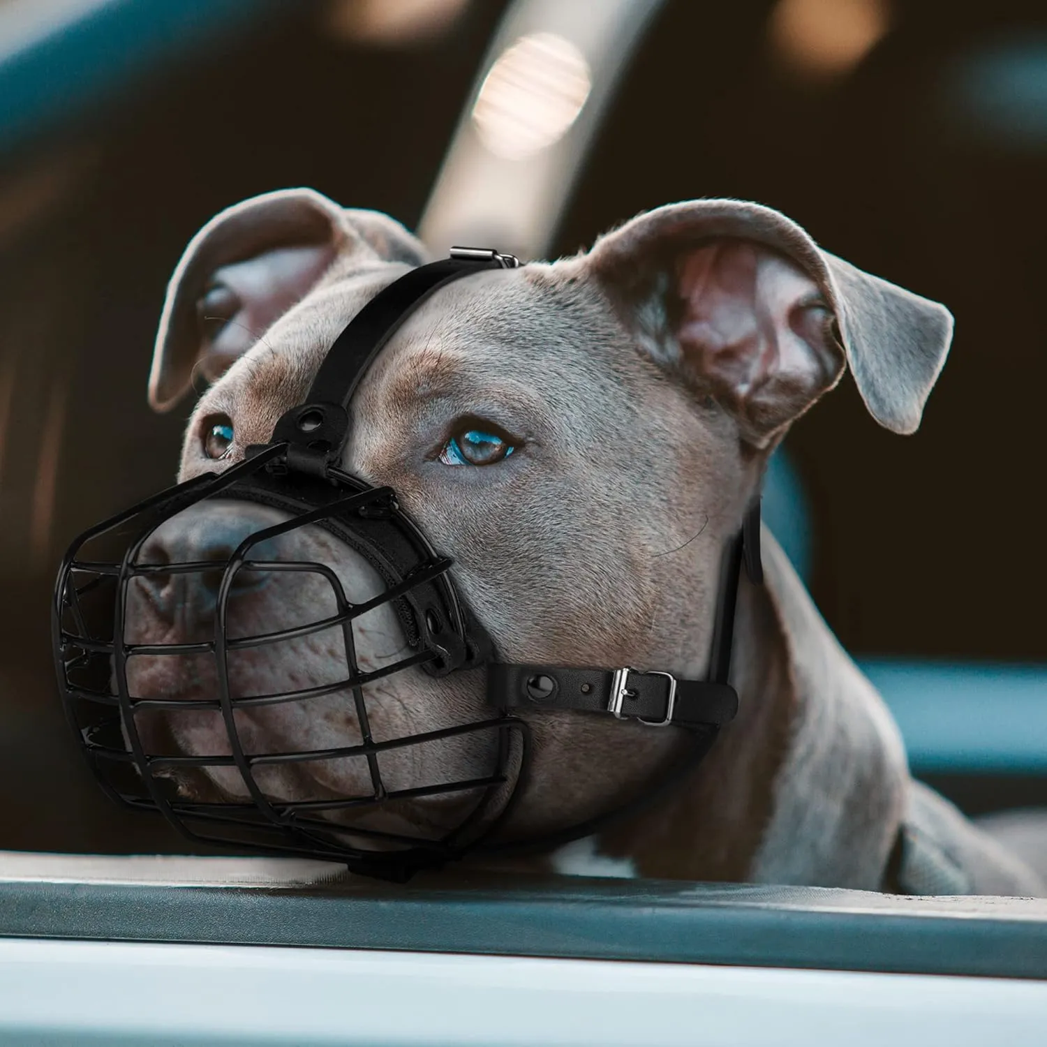 Pitbull Dog Muzzle Metal Mask Amstaff Secure Wire Basket Adjustable Durable Leather Straps for Large Dogs (Large, Black)