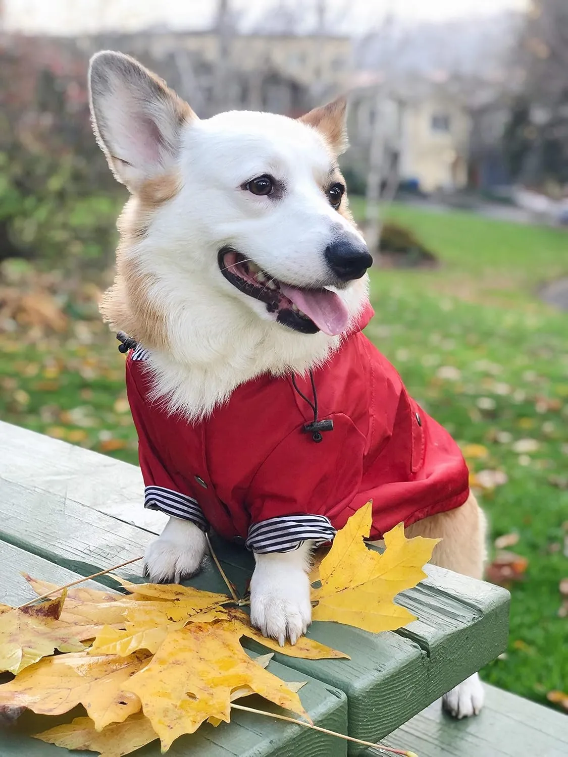 Zip Up Dog Raincoats with Reflective Buttons, Pockets, Rain/Water Resistant, Adjustable Drawstring, & Removable Hood - XXS to XXL - Stylish Premium Dog Raincoats (Red, Large)